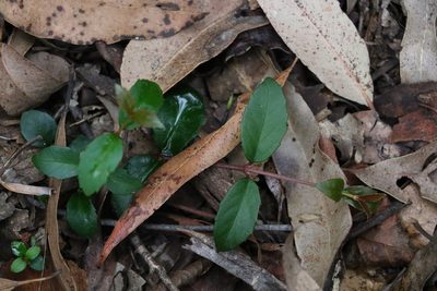 Aphanopetalum resinosum, photographed by Greg Tasney