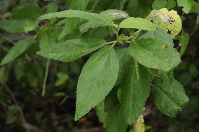 Acalypha nemorum, photographed by Greg Tasney