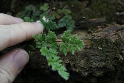 Cheilanthes distans, photographed by Greg Tasney