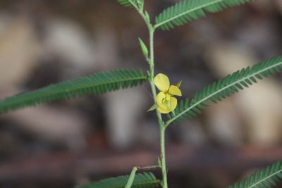 Chamaecrista nomame, photographed by Greg Tasney