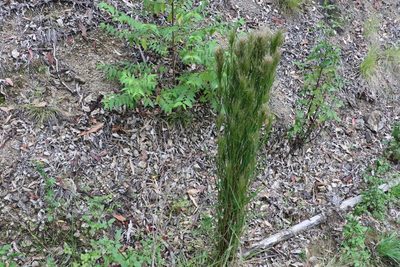Schizachyrium microstachyum, photographed by Greg Tasney