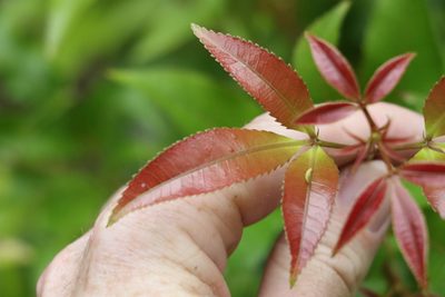 Pseudoweinmannia lachnocarpa, photographed by Greg Tasney