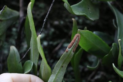 Pyrrosia confluens, photographed by Greg Tasney