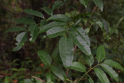 Rhodosphaera rhodanthema, photographed by Greg Tasney