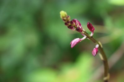 Dipodium squamatum, photographed by Greg Tasney