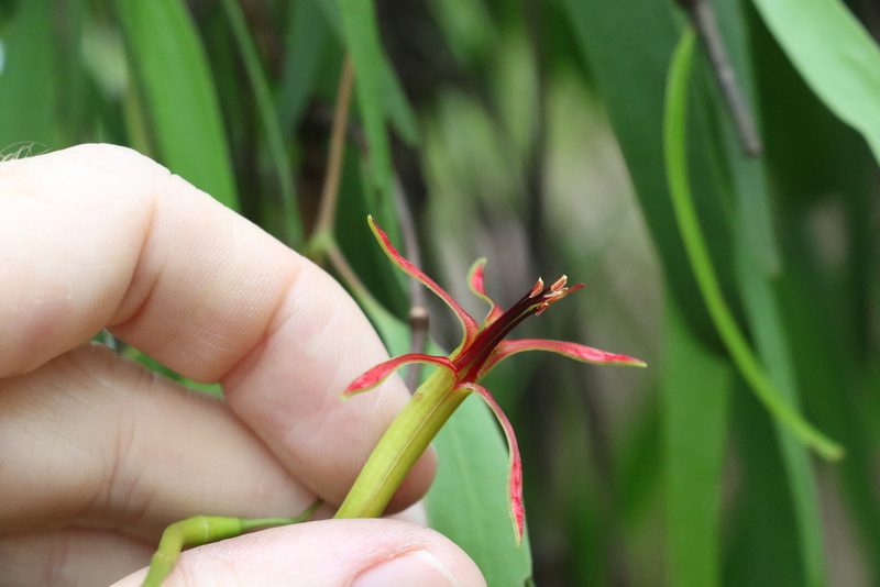 Muellerina eucalyptoides, photographed by Greg Tasney