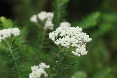 Ozothamnus diosmifolius, photographed by Greg Tasney