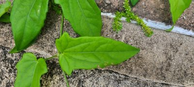 Thunbergia fragrans, photographed by ritirene