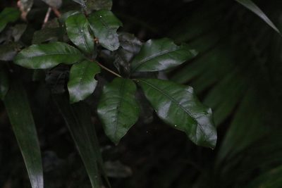 Heritiera trifoliolata, photographed by Greg Tasney