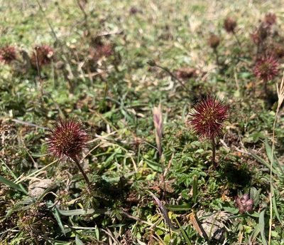 Acaena magellanica, photographed by John G. Phillips