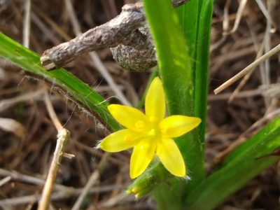Hypoxis decumbens, photographed by Adriana Machado