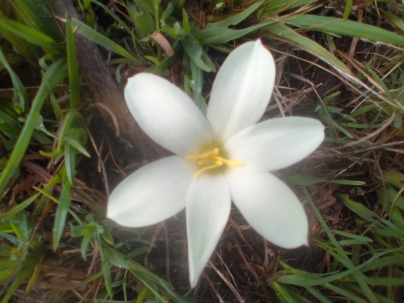 Zephyranthes americana, photographed by Adriana Machado