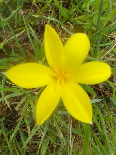 Zephyranthes americana, photographed by Adriana Machado