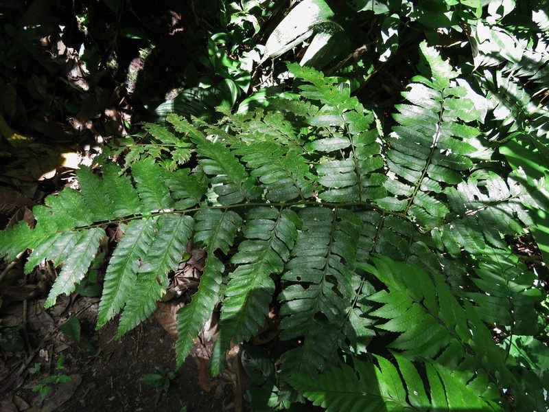 Polybotrya caudata, photographed by Annika Lindqvist