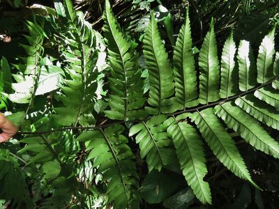 Polybotrya caudata, photographed by Annika Lindqvist