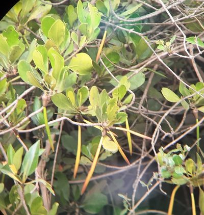 Ceriops tagal, photographed by Sayee Girdhari