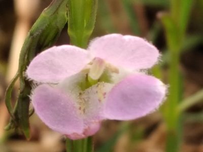 Agalinis communis, photographed by Adriana Machado