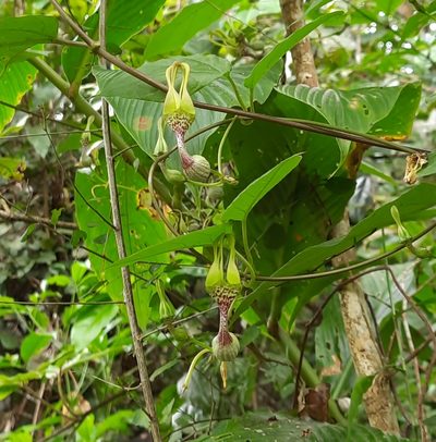 Ceropegia decaisneana, photographed by Sayee Girdhari
