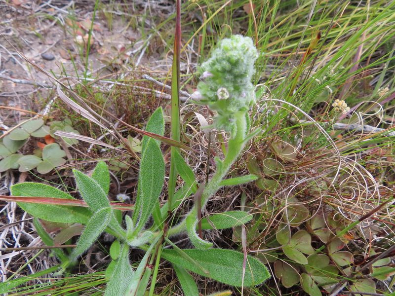 Echiostachys ecklonianus, photographed by linkie