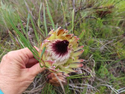 Protea pudens, photographed by linkie