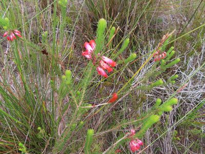 Erica regia, photographed by linkie