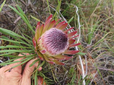 Protea pudens, photographed by linkie
