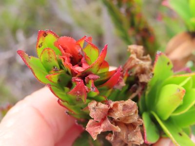 Lobostemon sanguineus, photographed by linkie