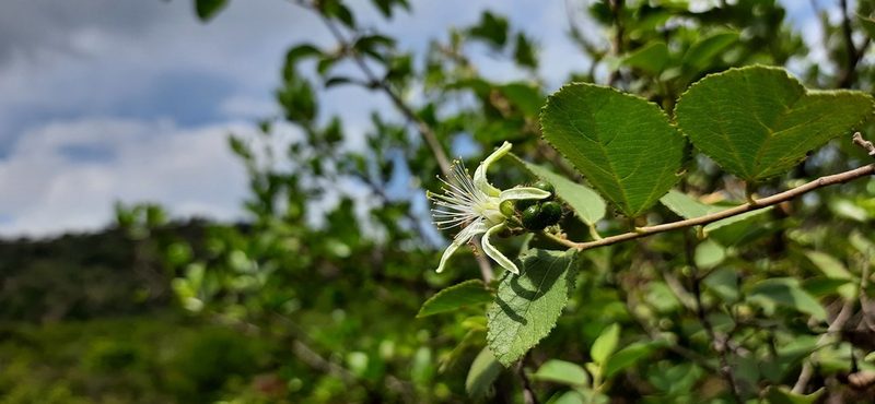 Grewia tenax, photographed by Sayee Girdhari