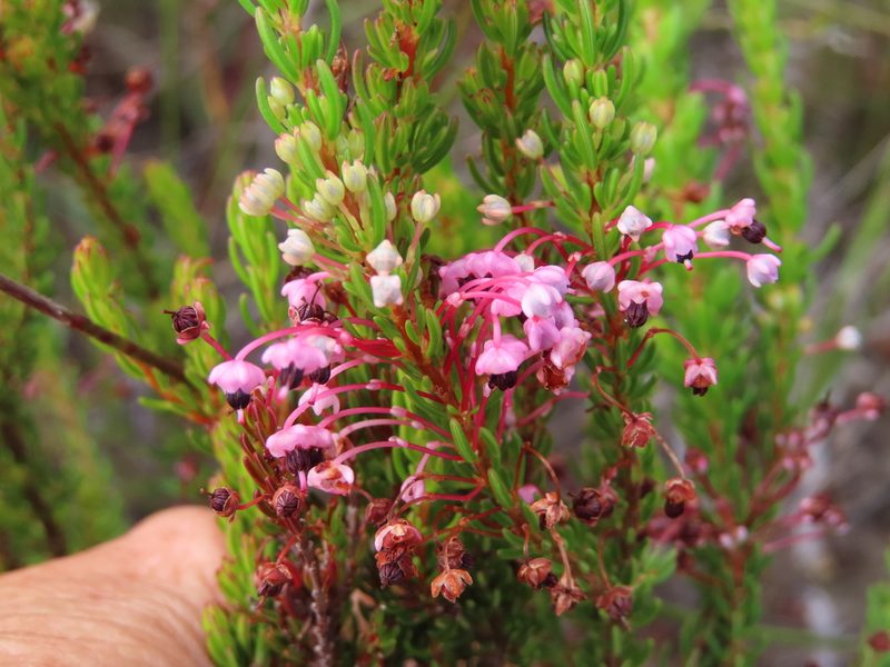 Erica rubiginosa, photographed by linkie