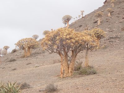 Aloidendron dichotomum, photographed by Peter Warren