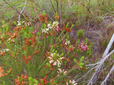 Erica regia, photographed by linkie