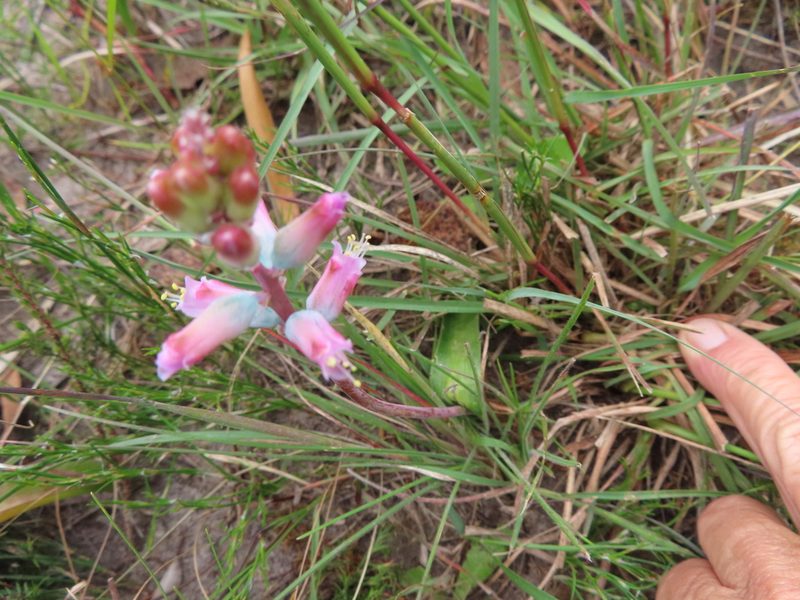 Lachenalia rosea, photographed by linkie