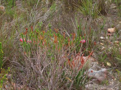 Erica regia, photographed by linkie