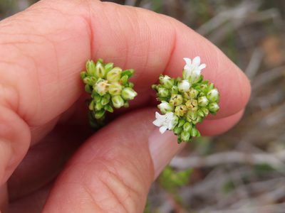 Euchaetis diosmoides, photographed by linkie