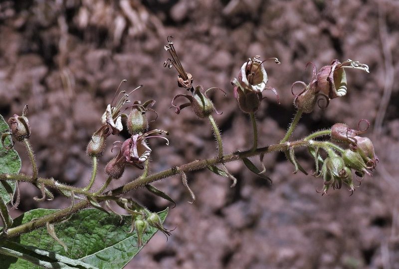 Nicotiana otophora, photographed by Hugo Hulsberg