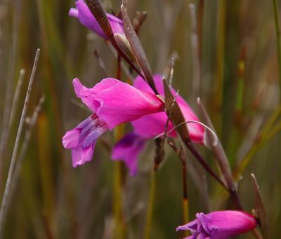 Gladiolus carinatus, photographed by Tony Rebelo