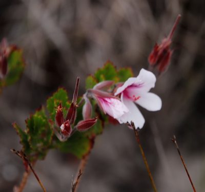 Pelargonium betulinum, photographed by Tony Rebelo