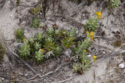 Senecio arniciflorus, photographed by Tony Rebelo