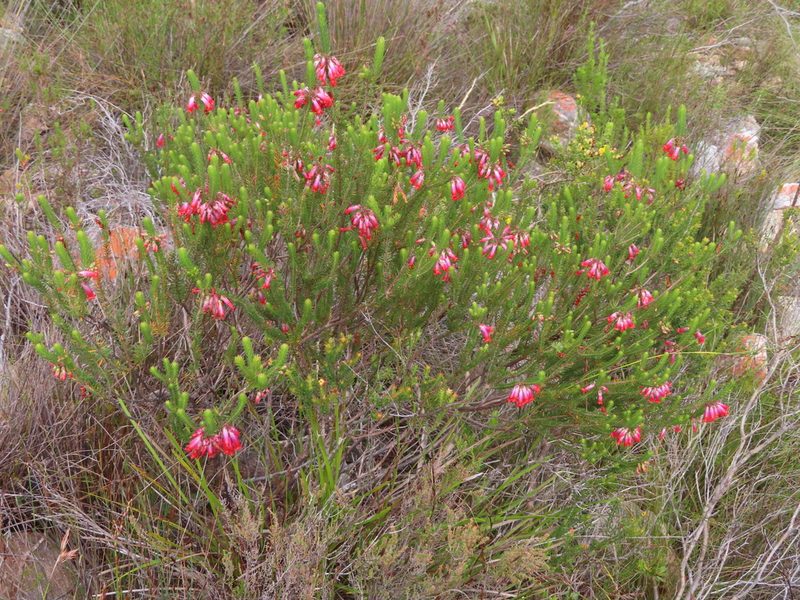 Erica regia, photographed by linkie