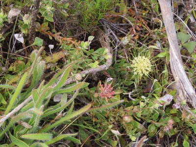 Leucospermum heterophyllum, photographed by linkie