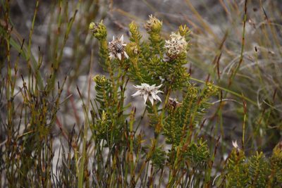 Phylica dodii, photographed by Tony Rebelo