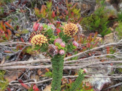 Leucospermum truncatulum, photographed by linkie