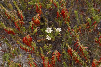 Phylica dodii, photographed by Tony Rebelo