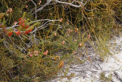 Hermannia trifoliata, photographed by Tony Rebelo