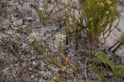 Phylica dodii, photographed by Tony Rebelo