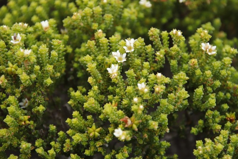 Diosma guthriei, photographed by Tony Rebelo