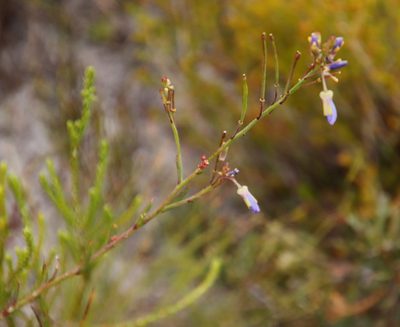 Heliophila linearis, photographed by Tony Rebelo