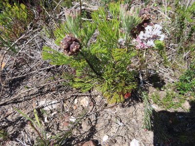 Paranomus abrotanifolius, photographed by linkie