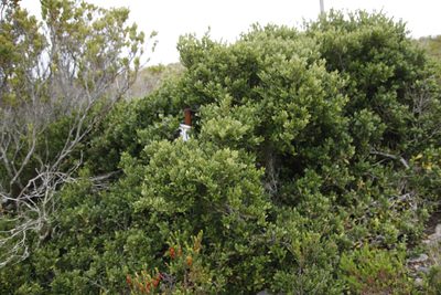 Robsonodendron maritimum, photographed by Tony Rebelo