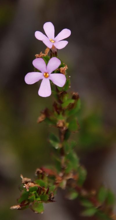 Chaenostoma subspicatum, photographed by Tony Rebelo